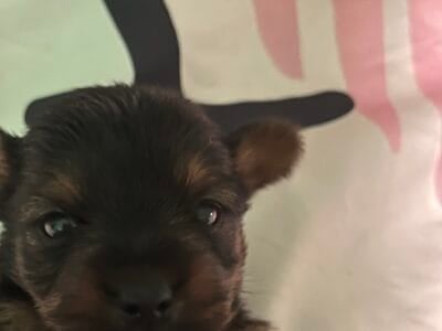 Yorkie pups