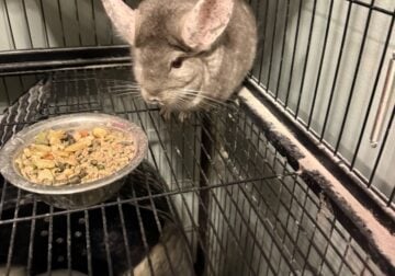 2 chinchillas