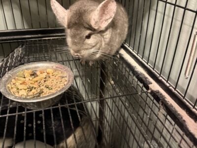 2 chinchillas