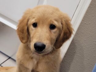 AKC registered puppies