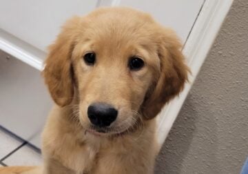 AKC registered puppies
