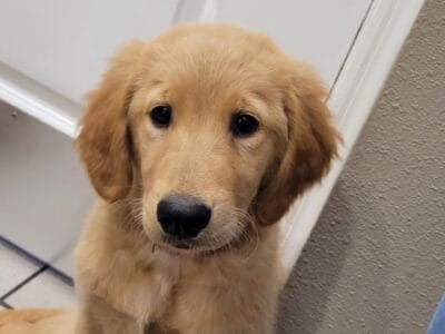 AKC registered puppies