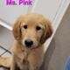 AKC registered puppies