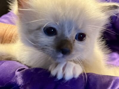 Ragdoll female kitten