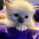 Ragdoll female kitten