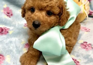 Tiny toy poodle