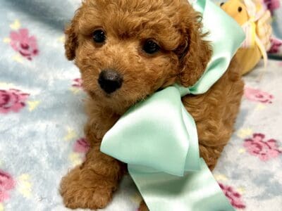 Tiny toy poodle