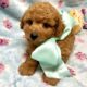 Tiny toy poodle
