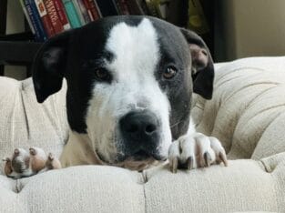 Rehome Onyx