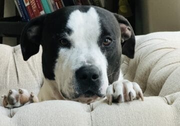 Rehome Onyx
