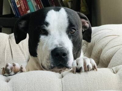 Rehome Onyx