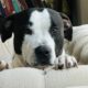 Rehome Onyx