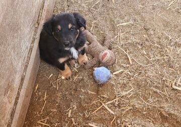 New Zealand huntaway×border collie