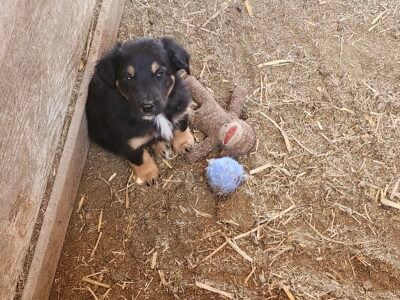 New Zealand huntaway×border collie