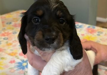 Mini Dachshund puppy
