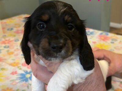 Mini Dachshund puppy