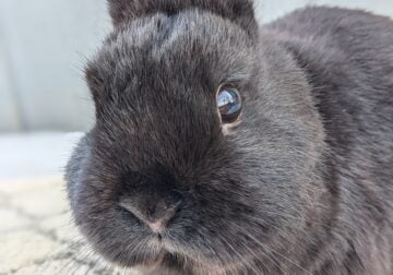 Adorable Black Netherland Dwarf Bunny Rabbit