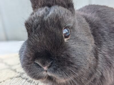 Adorable Black Netherland Dwarf Bunny Rabbit