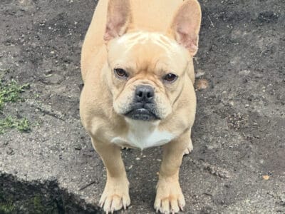 French bull dog