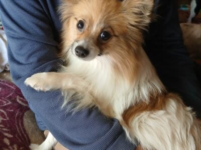 Pomarninan pup.( FoxieGirl)