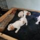 Brittany Spaniel Puppies