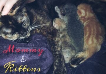Spring British Shorthair Kittens
