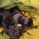 MERLE MORKIES AND YORKIES