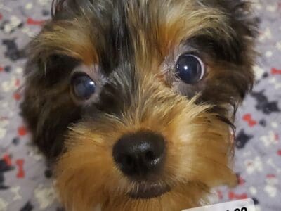 Winnie- Sweet Yorkie/Brussels Griffon for Sale