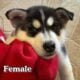 Husky puppies