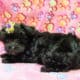 Midnight, Morkie female