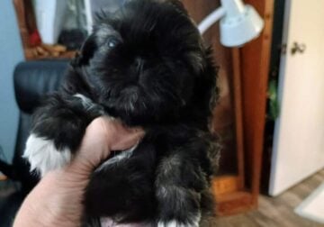 Pekinese puppy tiny male