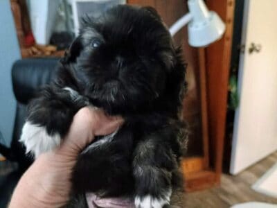 Pekinese puppy tiny male