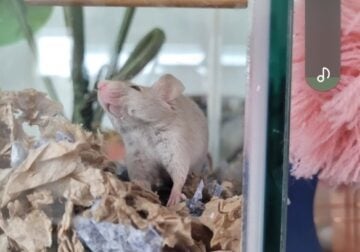2 Pet Mice