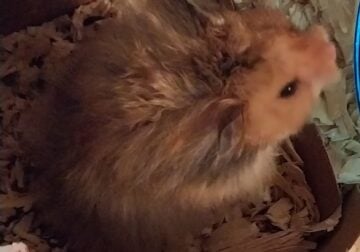 Syrian Hamsters