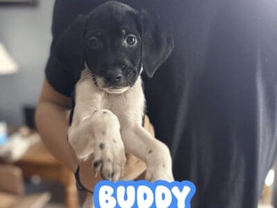 German Shorthaired Pointer x Golden Doodle Puppies