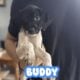 German Shorthaired Pointer x Golden Doodle Puppies