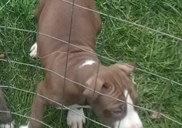 Pitbull puppy