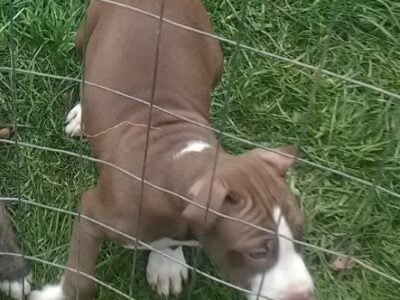 Pitbull puppy