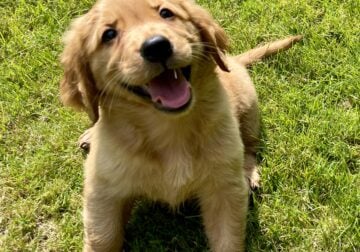 Golden retriever puppies