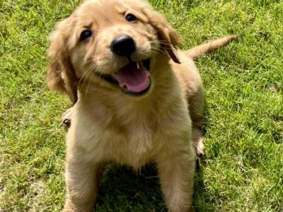 Golden retriever puppies