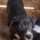 Help puppies need forever homes