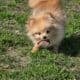 Pomeranian