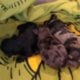 MERLE MORKIES AND YORKIES