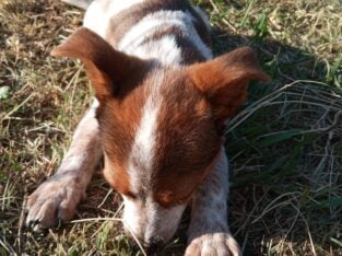 Texas Heeler Pups