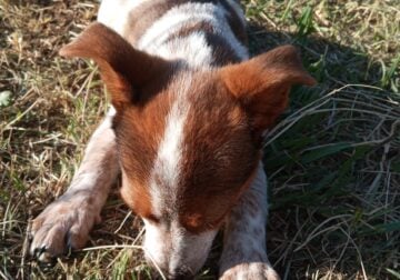 Texas Heeler Pups