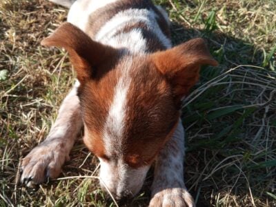 Texas Heeler Pups