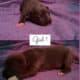 American Bully Puppies for sale