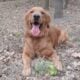 Spin – playful dog, looking for a new home.