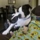 Rehome Onyx