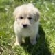 Great Pyrenees/Golden retriever puppies